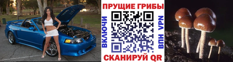 Галлюциногенные грибы MAGIC MUSHROOMS  где продают   omg ССЫЛКА  Котельниково 
