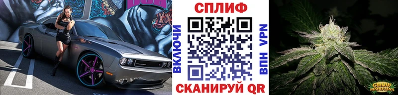 Конопля сатива  Котельниково 